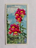 in bloom.jpg