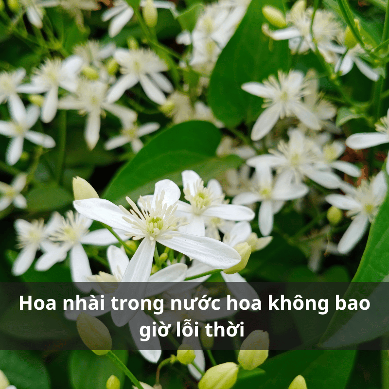 Nuoc-hoa-huong-hoa-nhai.png